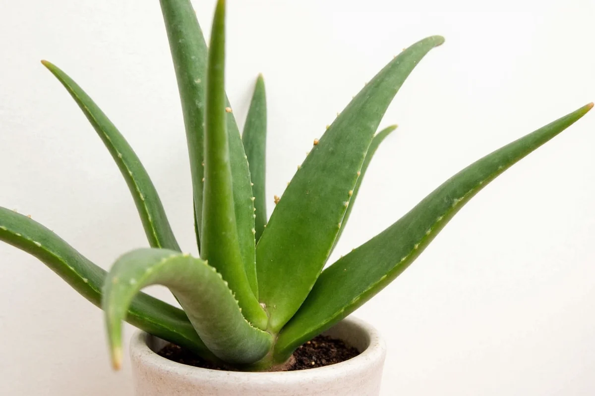 how to take care of an aloe plant inside