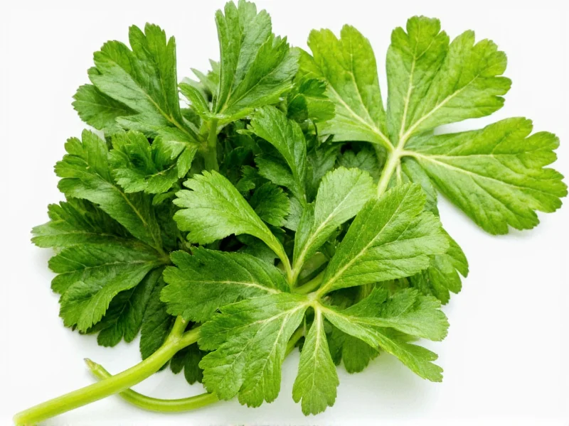 Coriander vs Cilantro: Same Plant, Different Names Explained