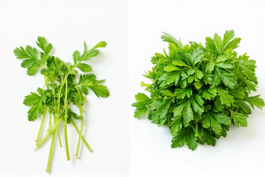 Storing Harvested Herbs