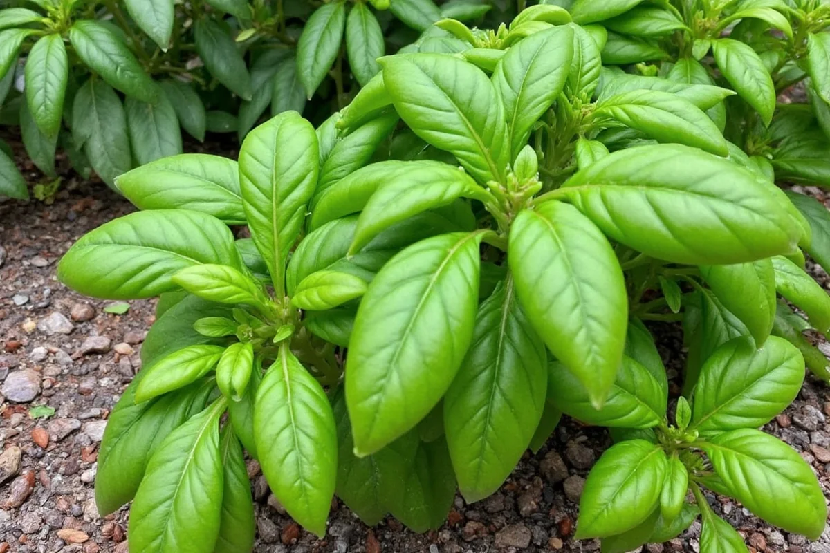 how big do basil plants grow