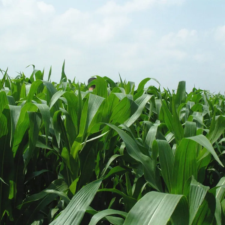 
2020 New Gaodan Grass Seeds, Sudan Grass Seeds For Animal Feed 