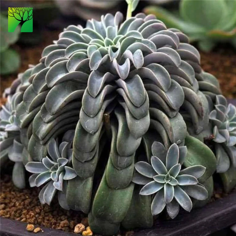 
Hot sale rare natural succulent plant Echeveria Fantastic Fountain Crest 