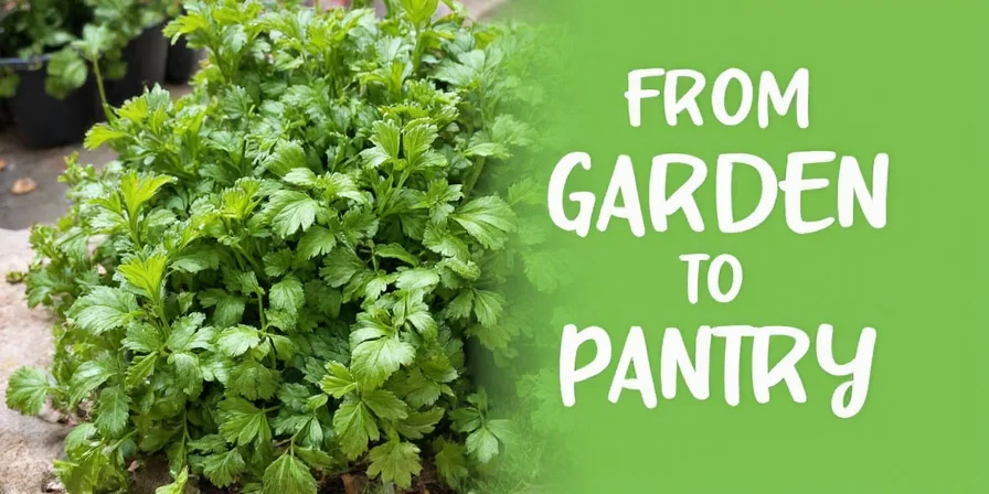 Chef using parsley in the kitchen