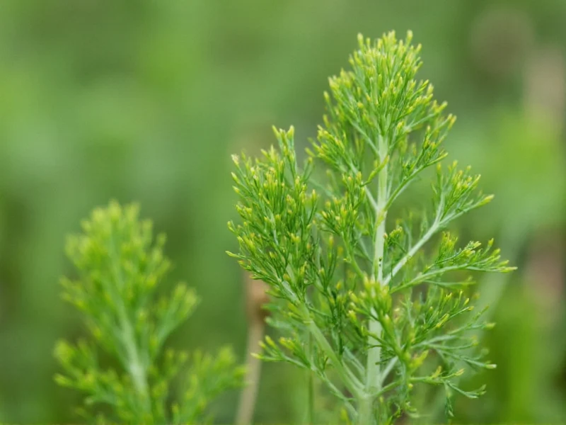 Is Dill Weed Dill? Clearing the Culinary Confusion