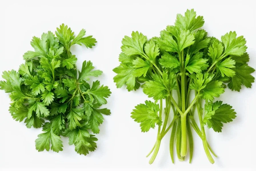 Chef using fresh cilantro as garnish on prepared dish