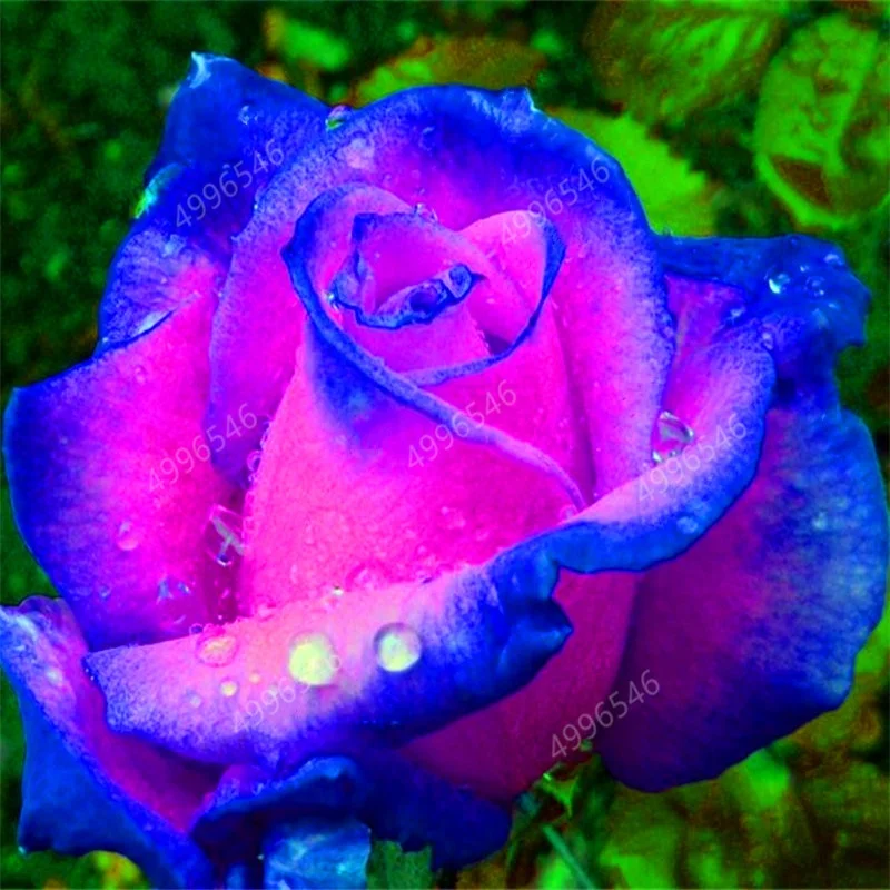 

200 pcs/Bag Colorful Rose Bonsai In Stock Flowers Seeds Outdoor Living Plants Garden Decoration