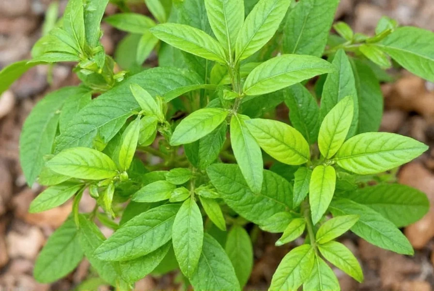 Vietnamese Coriander Seeds: Growing Guide & Uses