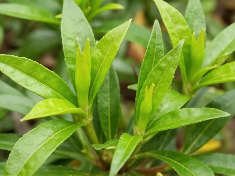 Best Bird's Eye Chili Substitutes: Heat & Flavor Guide