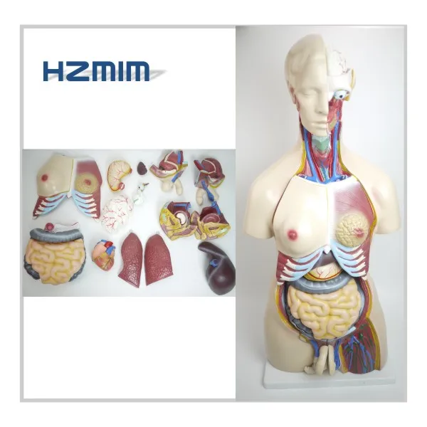 

85cm 23 parts human body torso anatomical model human torso model