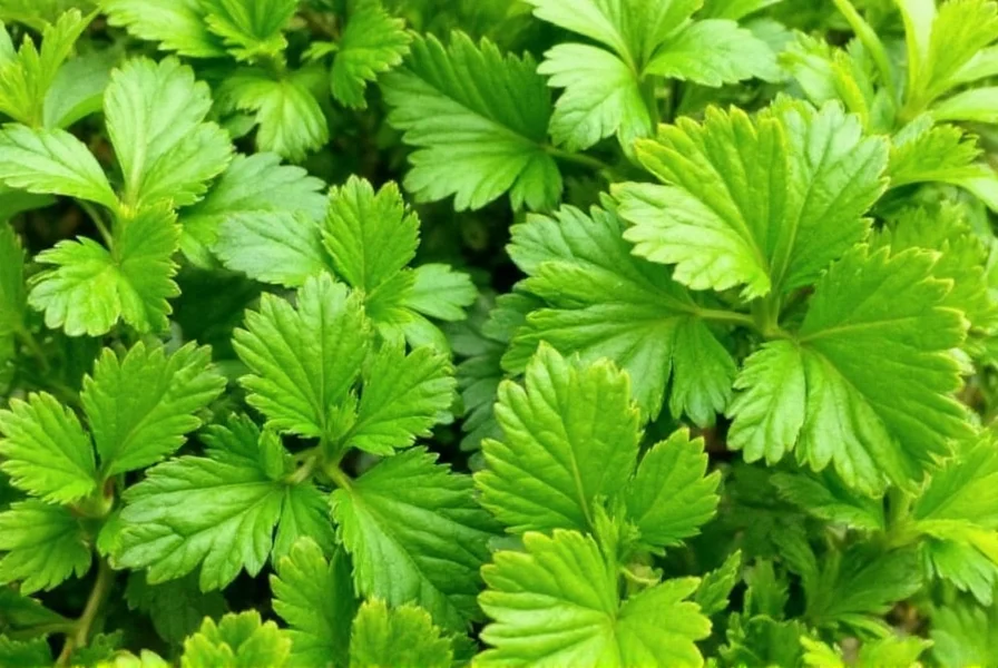 Home garden setup with cilantro and parsley plants