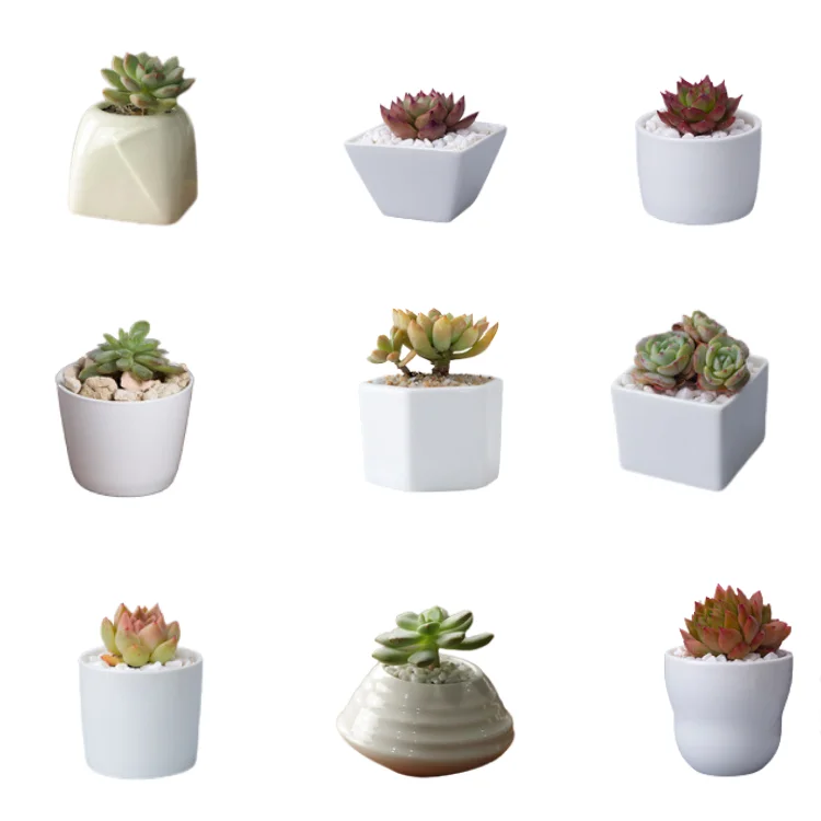 

Drop shipping 1 USD white plant pot mini small round square creative succulent Bonsai Pot ceramic indoor Macetas flower pot