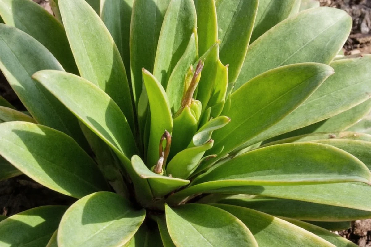 how to watering snake plant