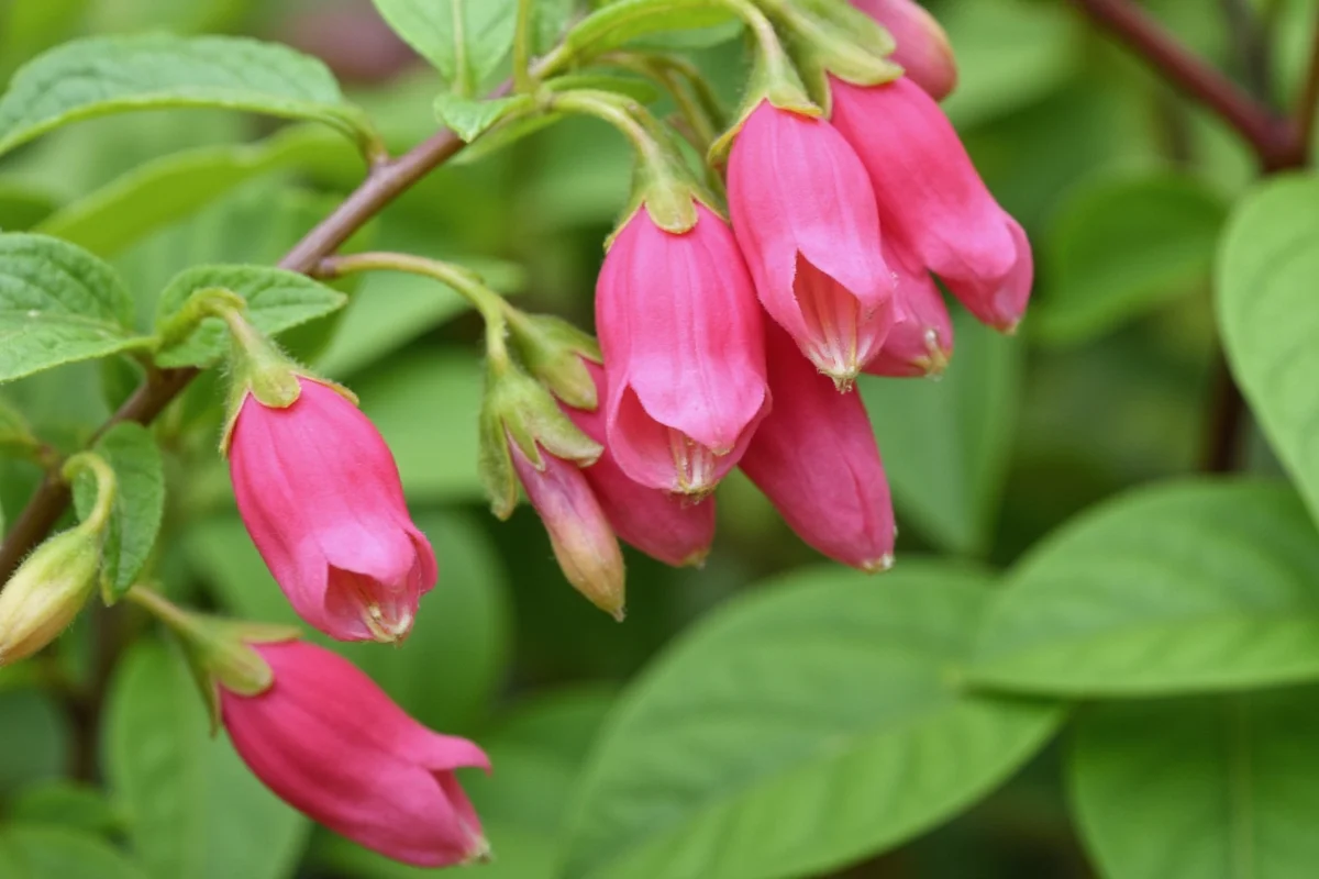 how to care for snapdragon plants