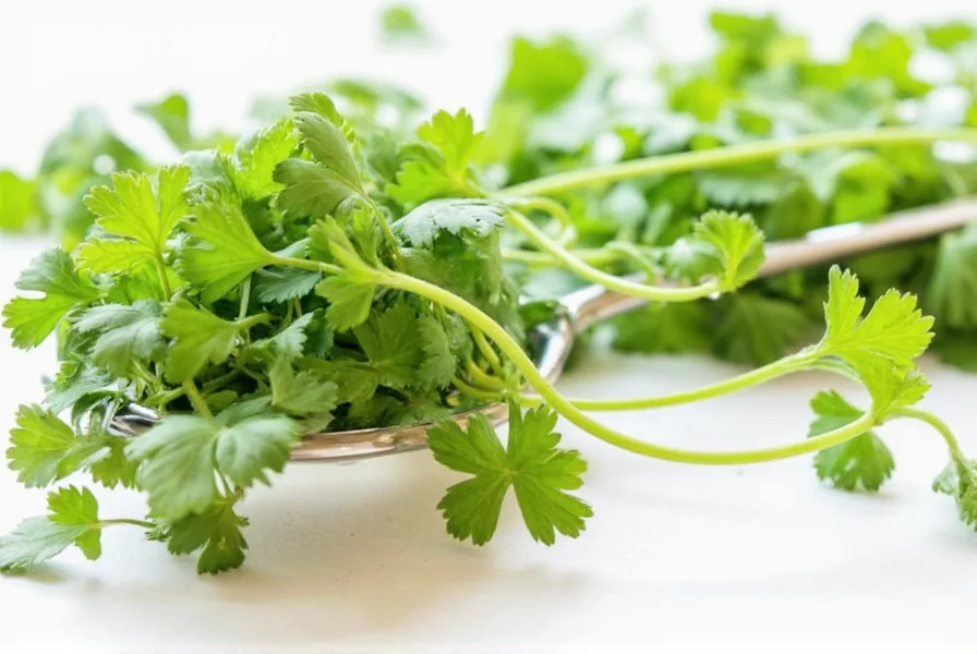 Comparison of popular cilantro products