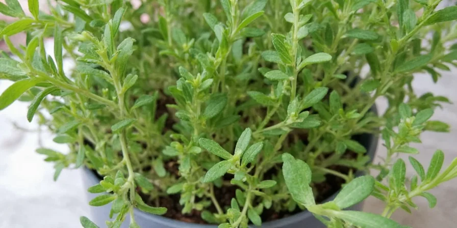 Funny meme image saying 'Thanks for the flavor, Marjoram!'