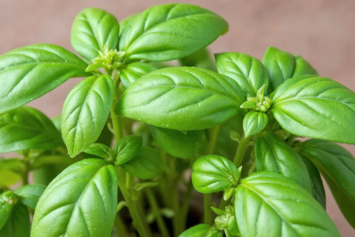 how to revive basil plant