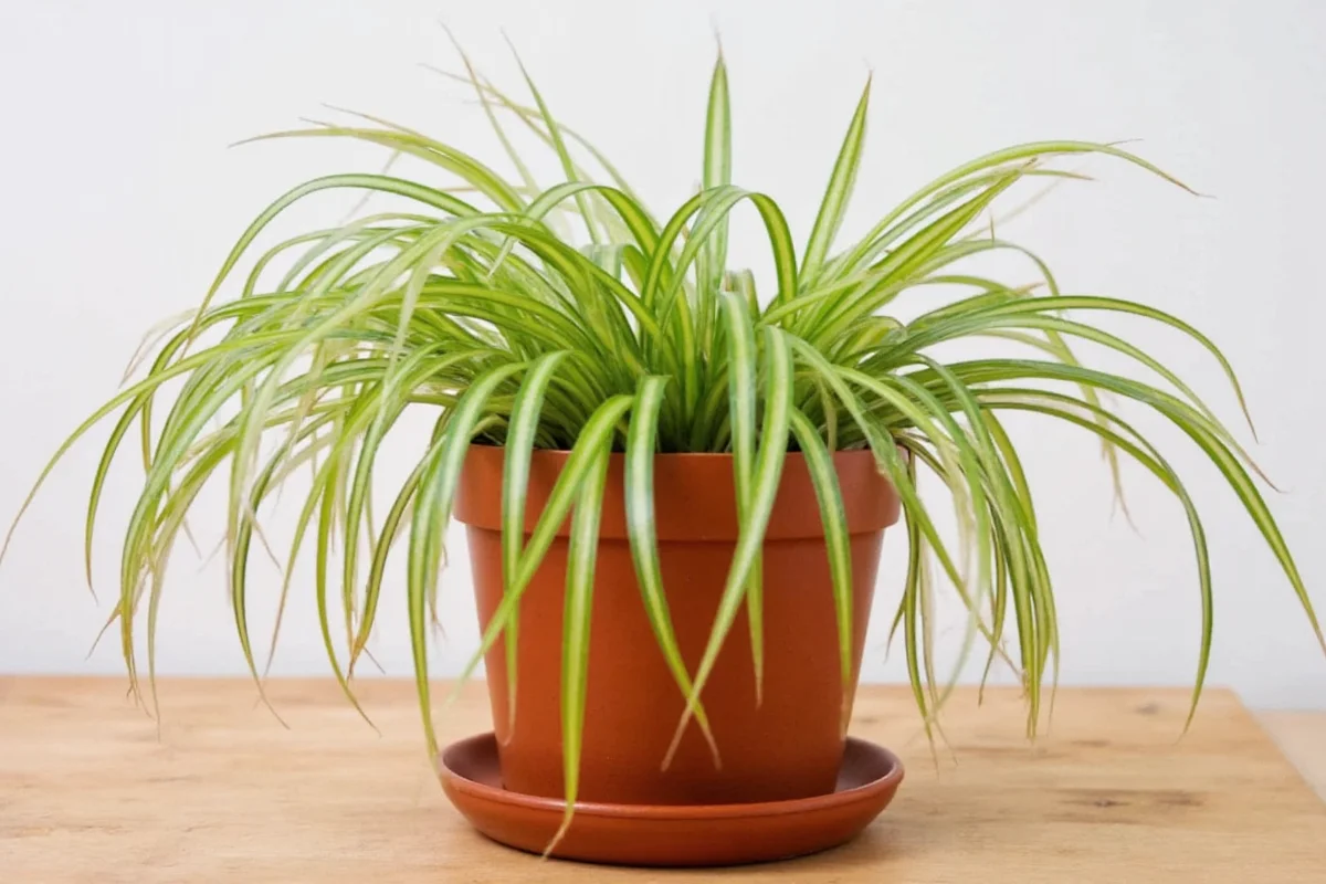 how to revive a spider plant