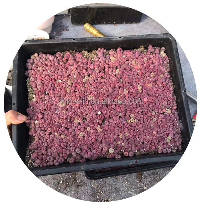 

Lithops stone flower hot sale lithops plants Lithops optica Rubra big trays cacti for home garden, Green