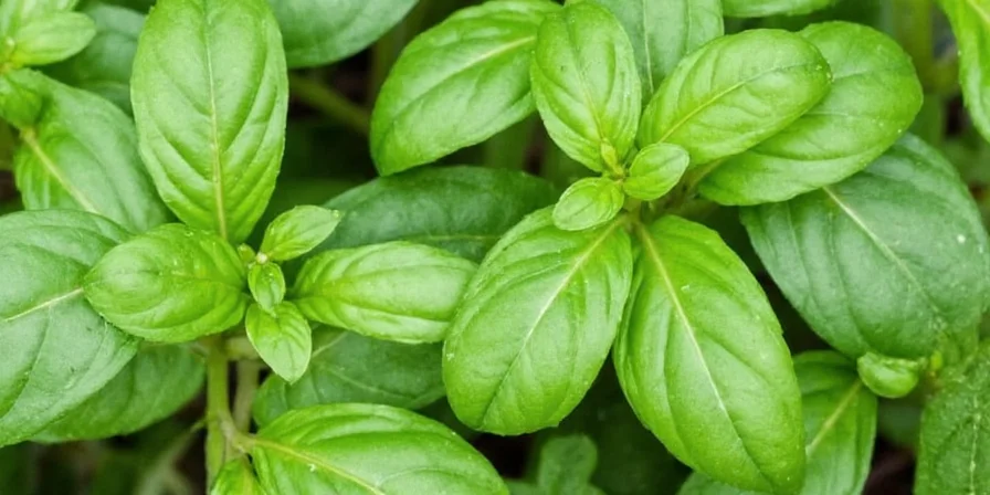 Basil in Spanish Food: Why This Herb Isn't Just for Pesto!