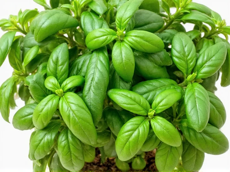 1 tsp Dried Basil = 3 tsp Fresh Basil: Conversion Guide