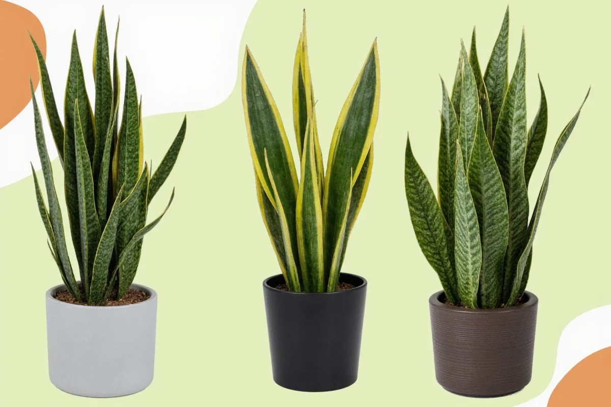 how tall do snake plants get