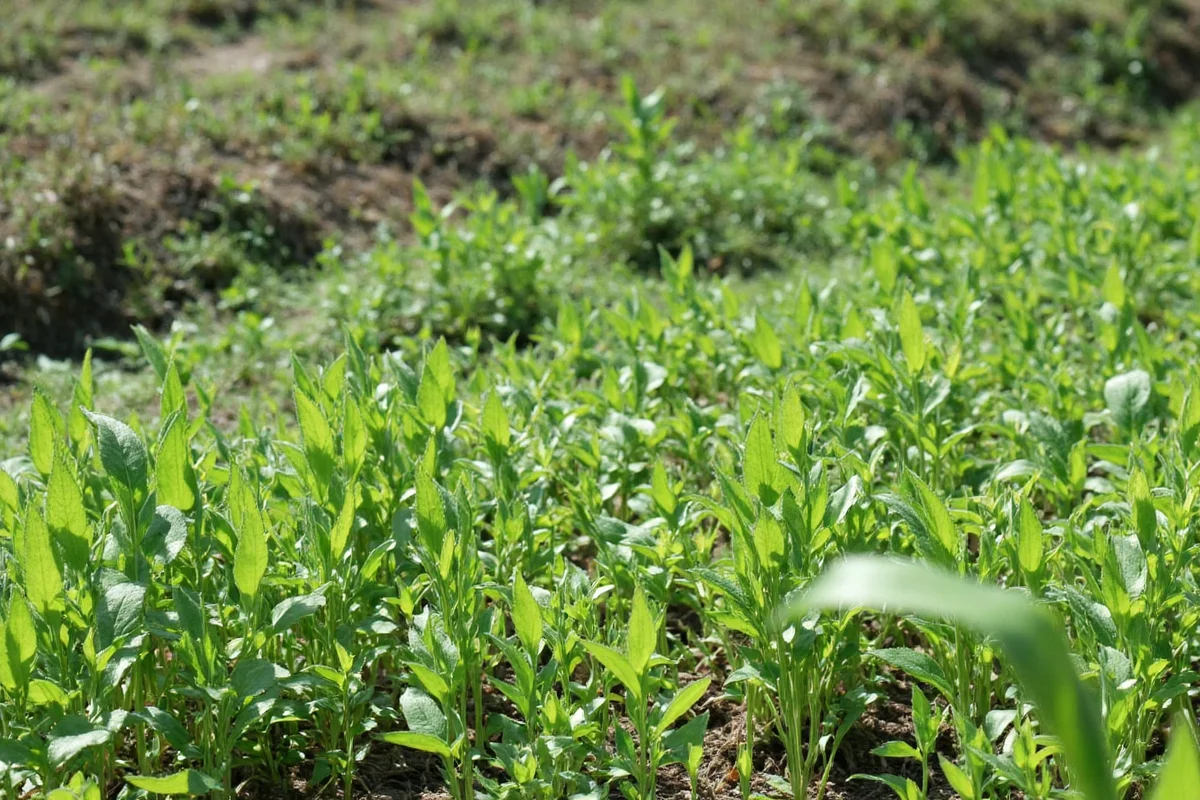 learn how to plant and care for your camellia