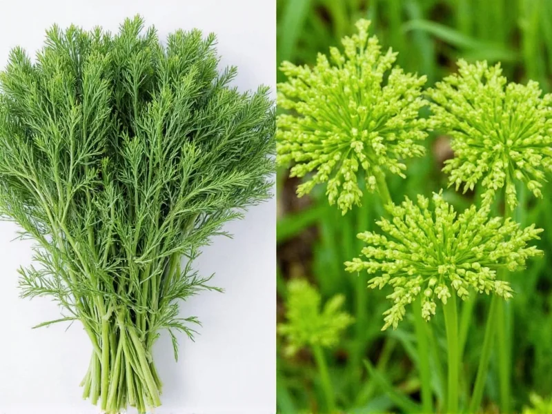 Dill vs Fennel Plant: Key Differences Explained