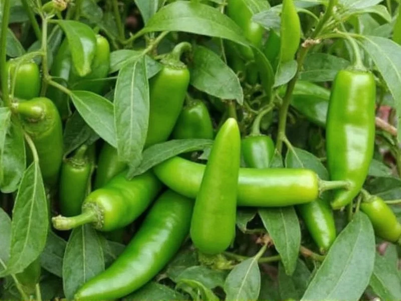Serrano vs Jalapeño: Key Differences Explained