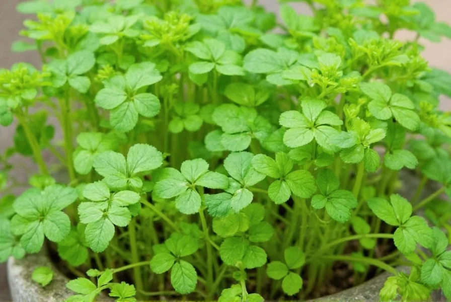 When to Grow Coriander: Optimal Planting Seasons Explained