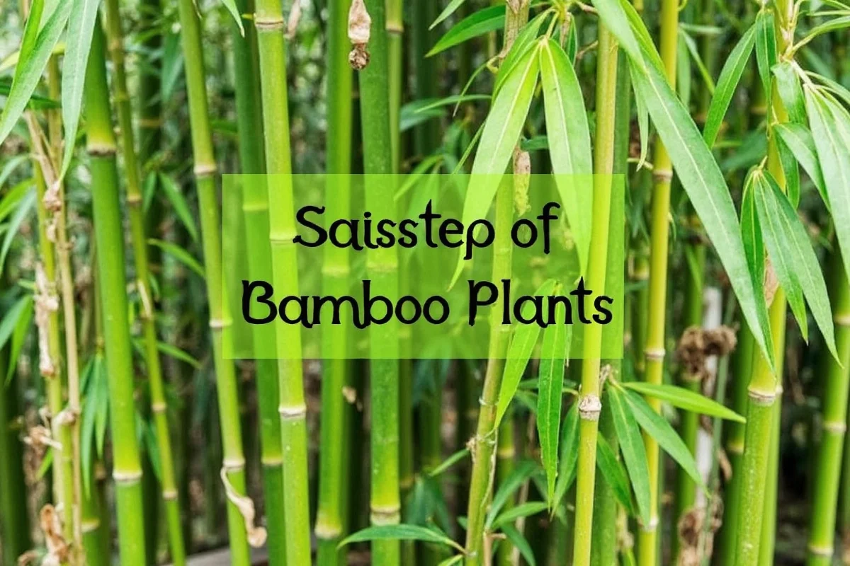 how to get rid of bamboo plant