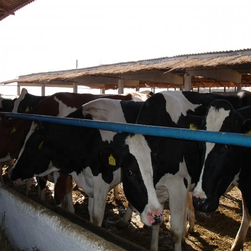 
Pregnant Holstein Heifers Cattle Export to Ukraine, Turkey  (1600056867601)