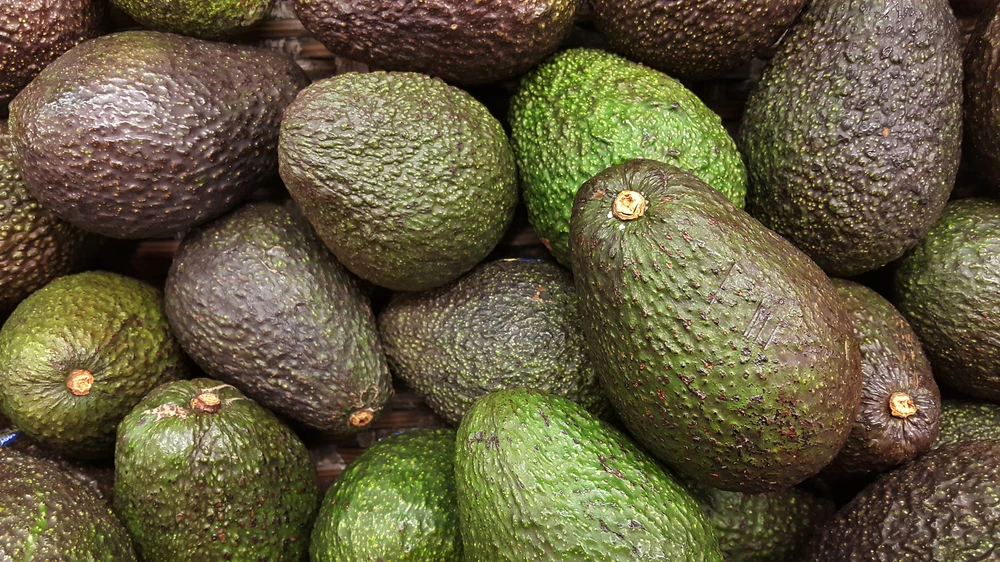 
High quality fresh booth avocado 