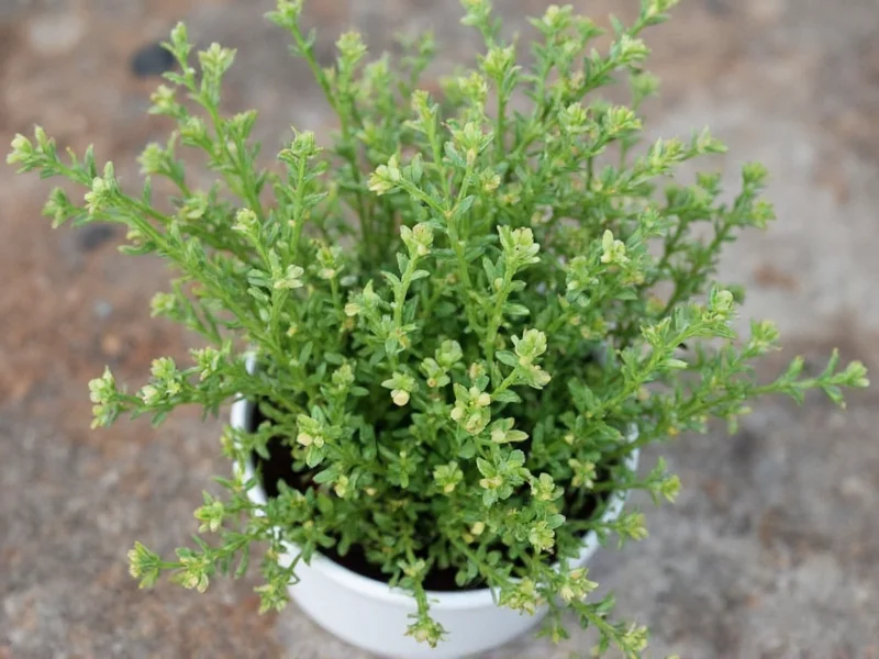 Japanese Thyme: Facts, Myths, and Culinary Truths