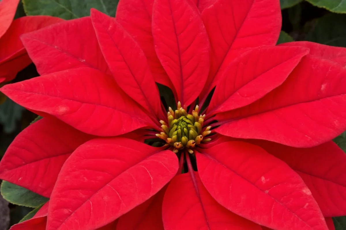 1202 poinsettia