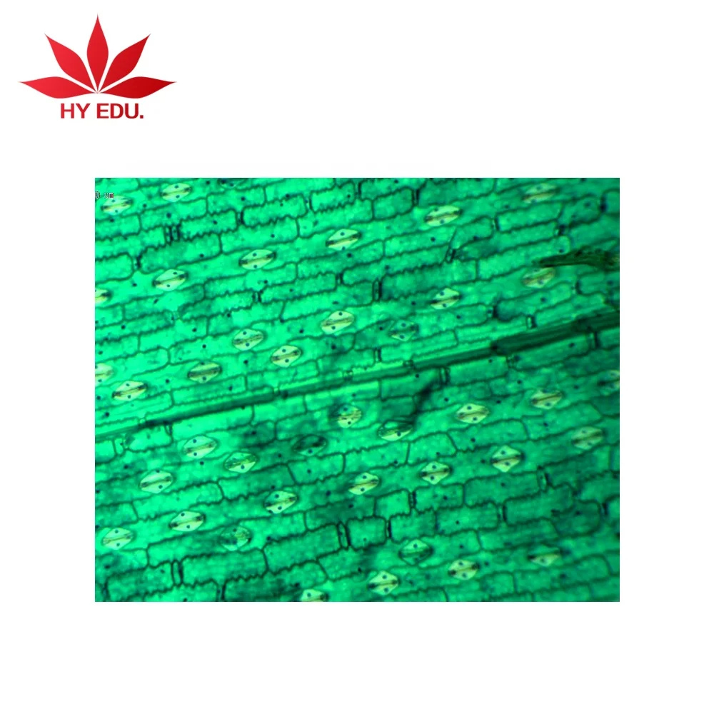 
botany prepared slides Corn leaf under epidermis microscope glass slides  (62278589274)