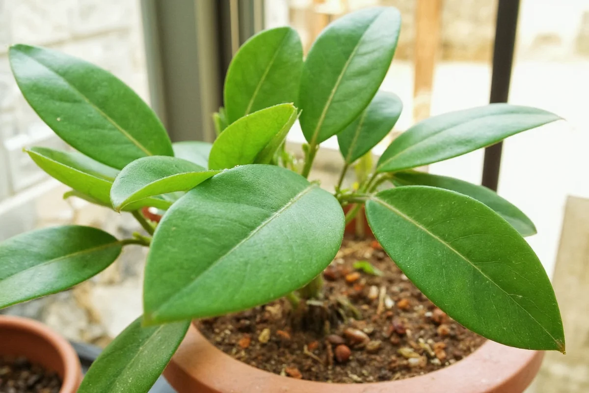 how to propagate a rubber plant