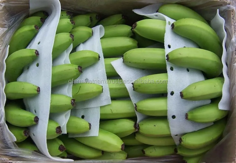 
Export to Qingdao port China fresh green cavendish banana in carton 13kg net weight 