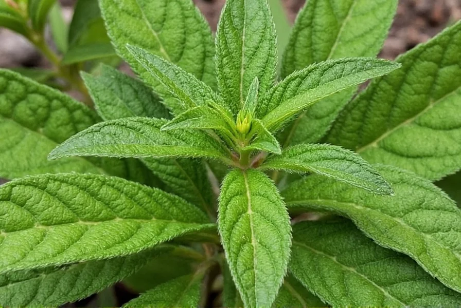 Sage Seasoning