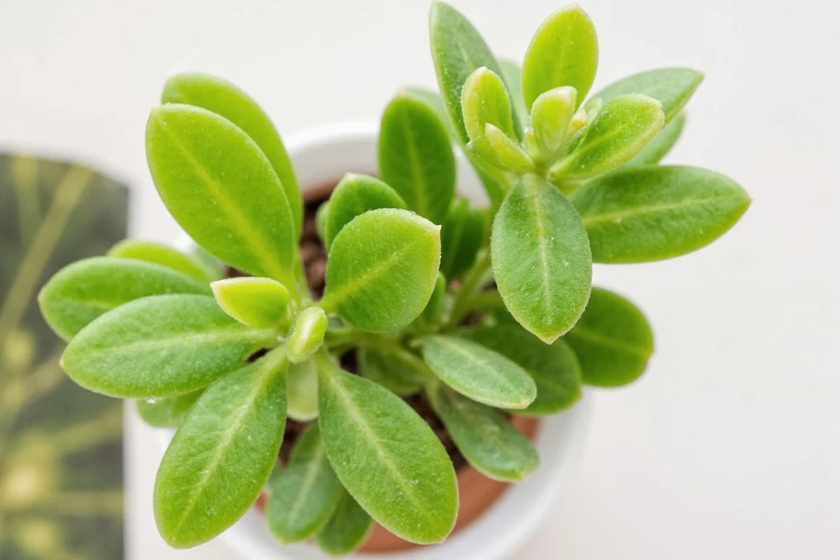 how to take care of a jade plant