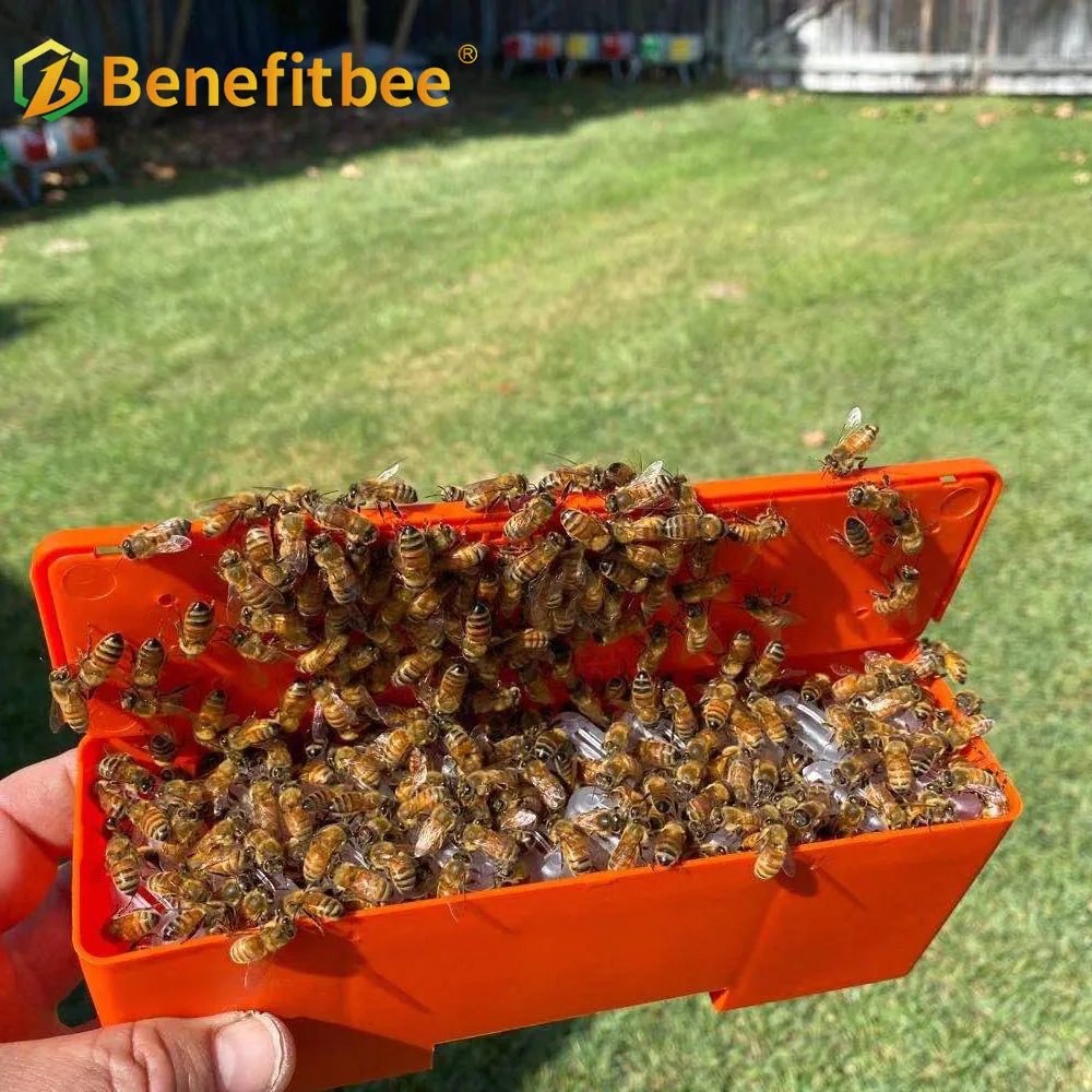 Benefitbee Queen Bee Protect Box Beekeeping Queen Rearing