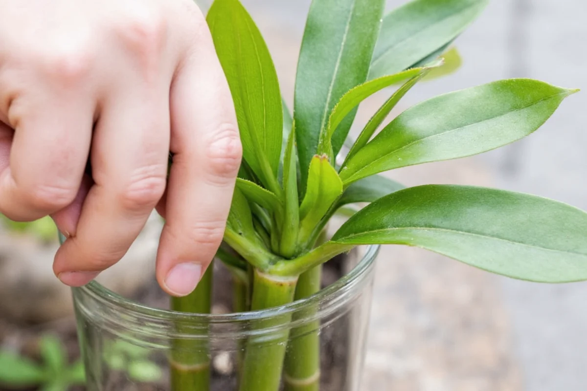 how to prune a lucky bamboo plant