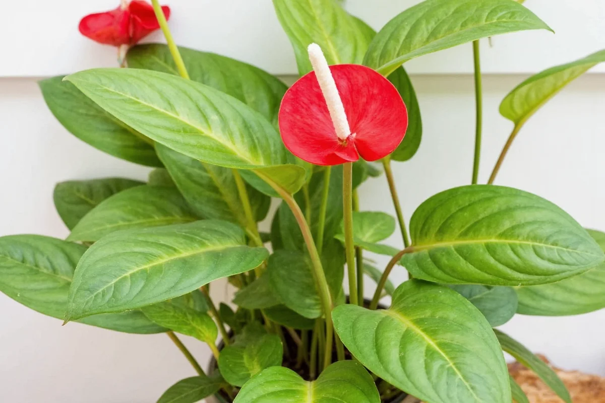 how to take care of a anthurium plant