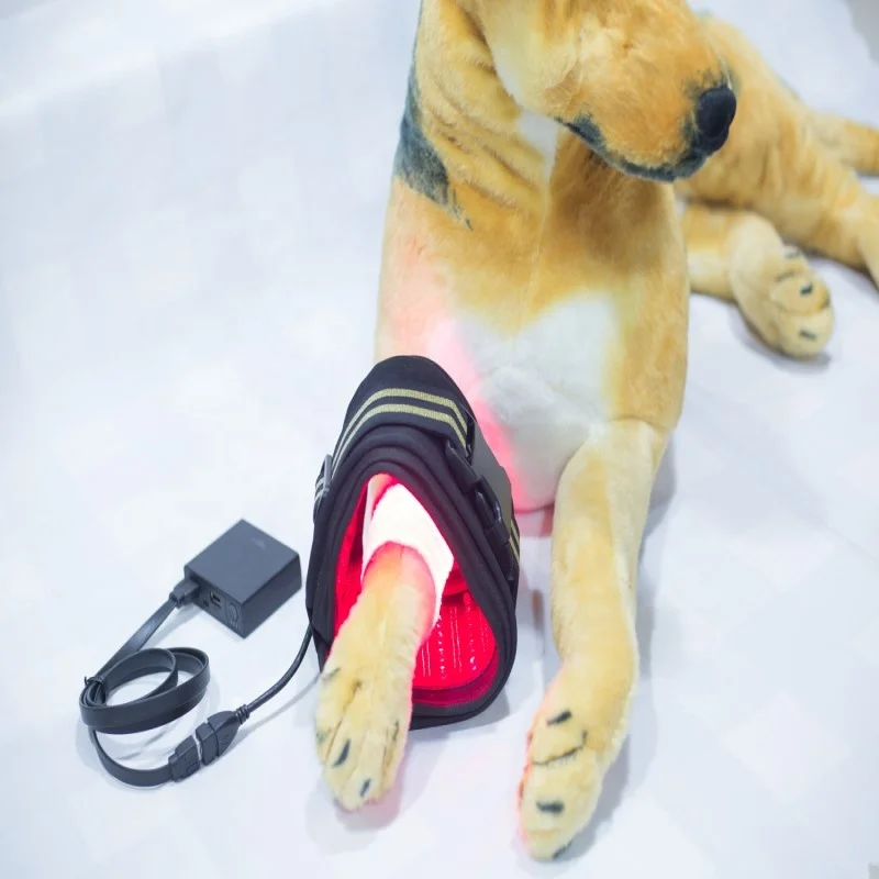 

dog Veterinary laser device/laser therapy