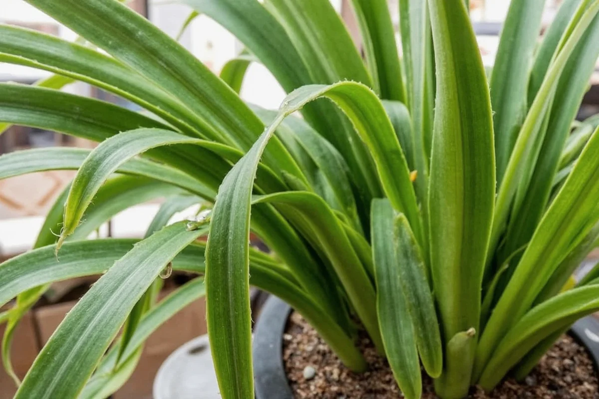how to grow snake plants