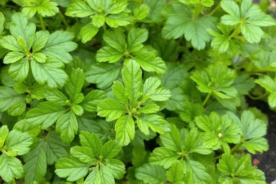 Culantro plant showing long serrated leaves growing in rosette pattern