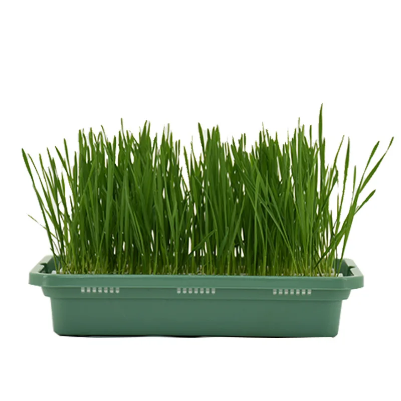 

High germination rate simple planting nutritious grows fresher cat grass, Green
