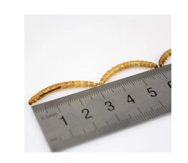 
Dried mealworms 