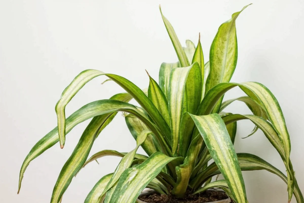 does snake plant need sunlight