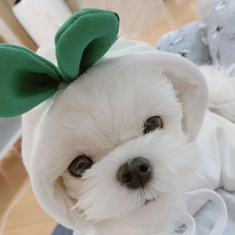 

New Style Pet Clothes Autumn And Winter Puppy Dog Teddy Aat Plus Velvet Hooded Sweater Pet Supplies White Radish