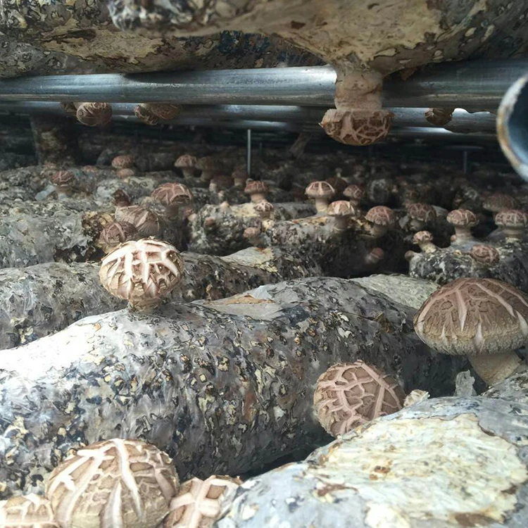 
Whole Champignon Mushrooms Seeds For Sale 